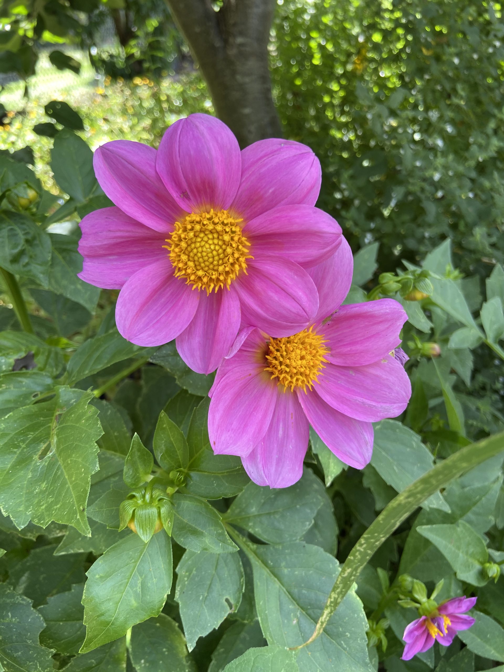 Dahila - Unwins Mix Dahila - Unwins Mix - Image 2