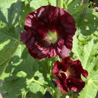 Hollyhocks - Mixed Colours