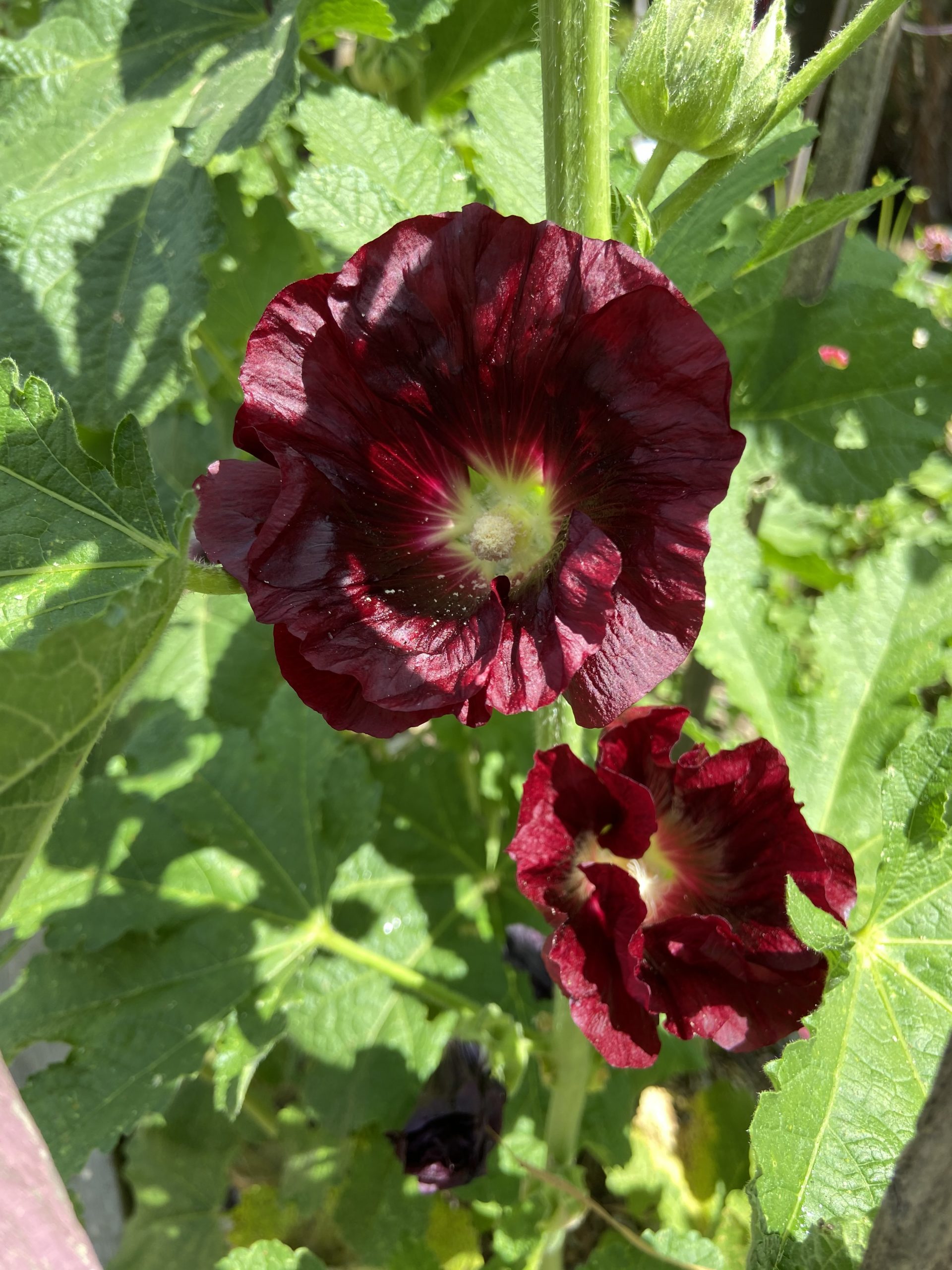 Hollyhocks - Mixed Colours Hollyhocks - Mixed Colours