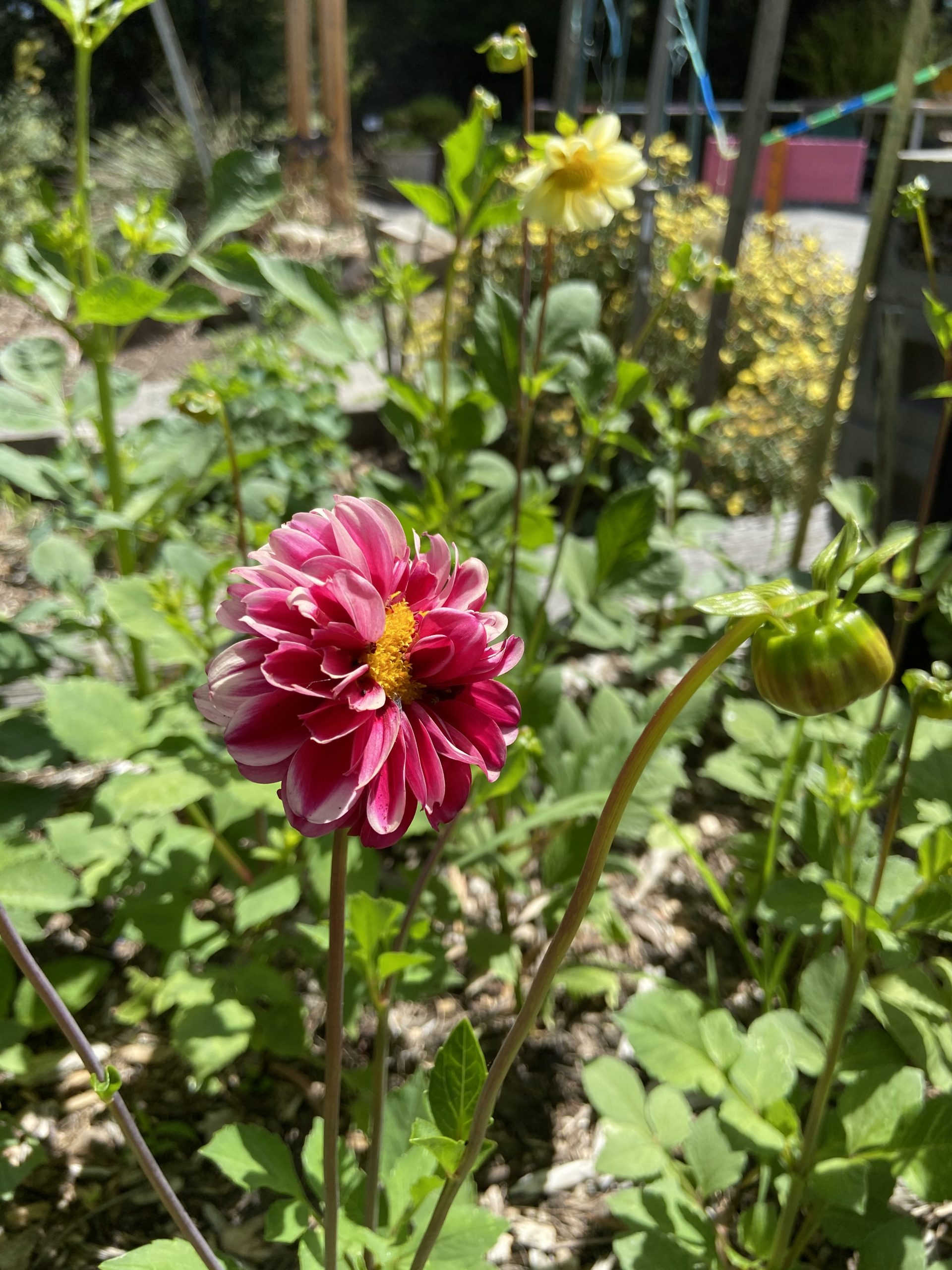 Dahila - Unwins Mix Dahila - Unwins Mix - Image 3