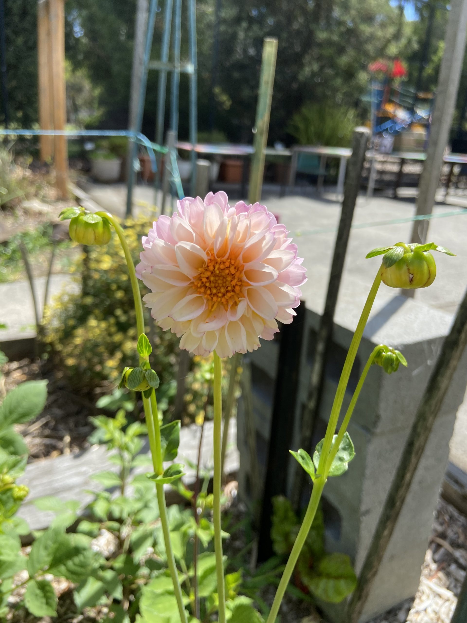 Dahila - Unwins Mix Dahila - Unwins Mix - Image 4