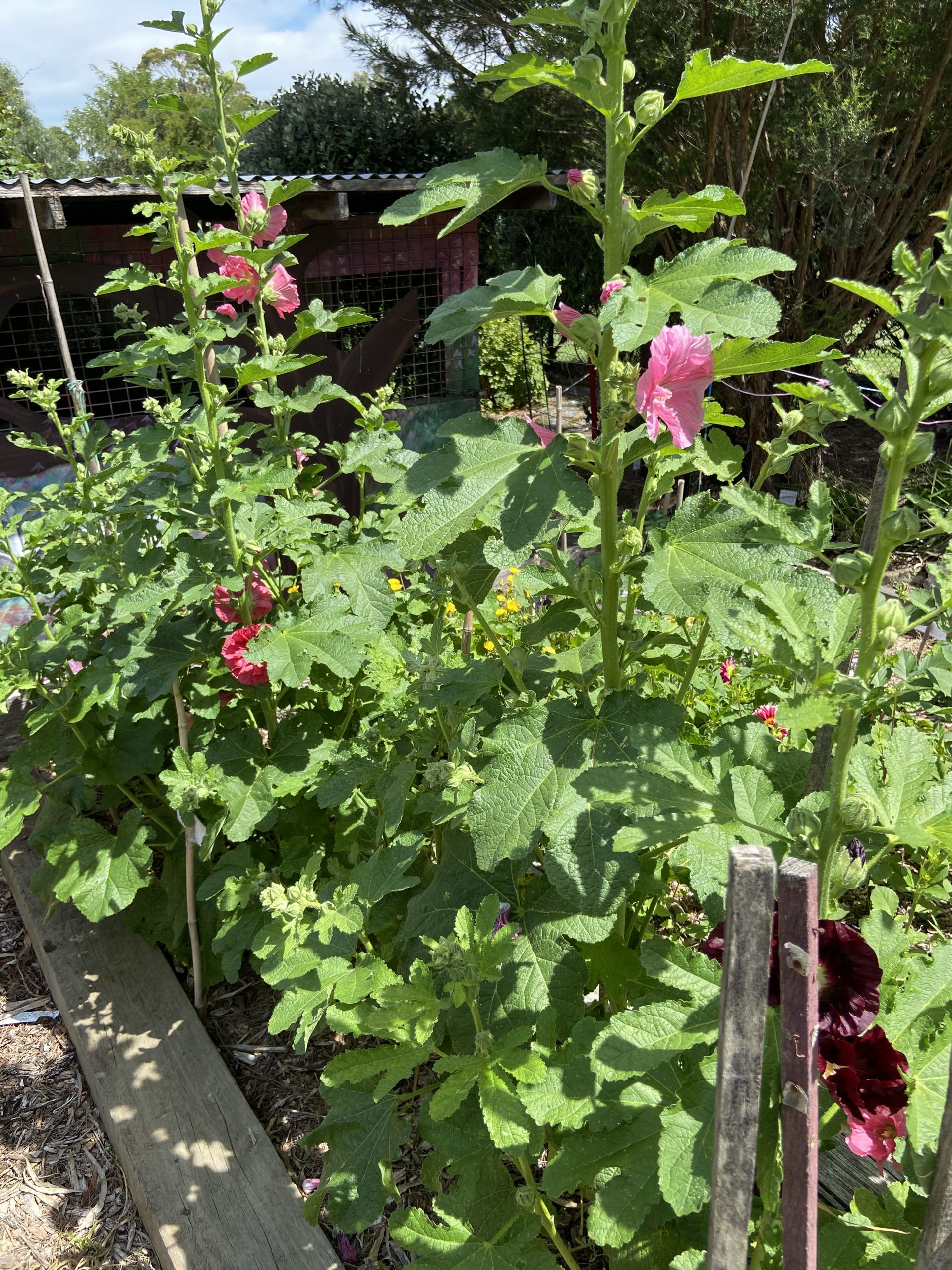 Hollyhocks - Mixed Colours Hollyhocks - Mixed Colours - Image 4