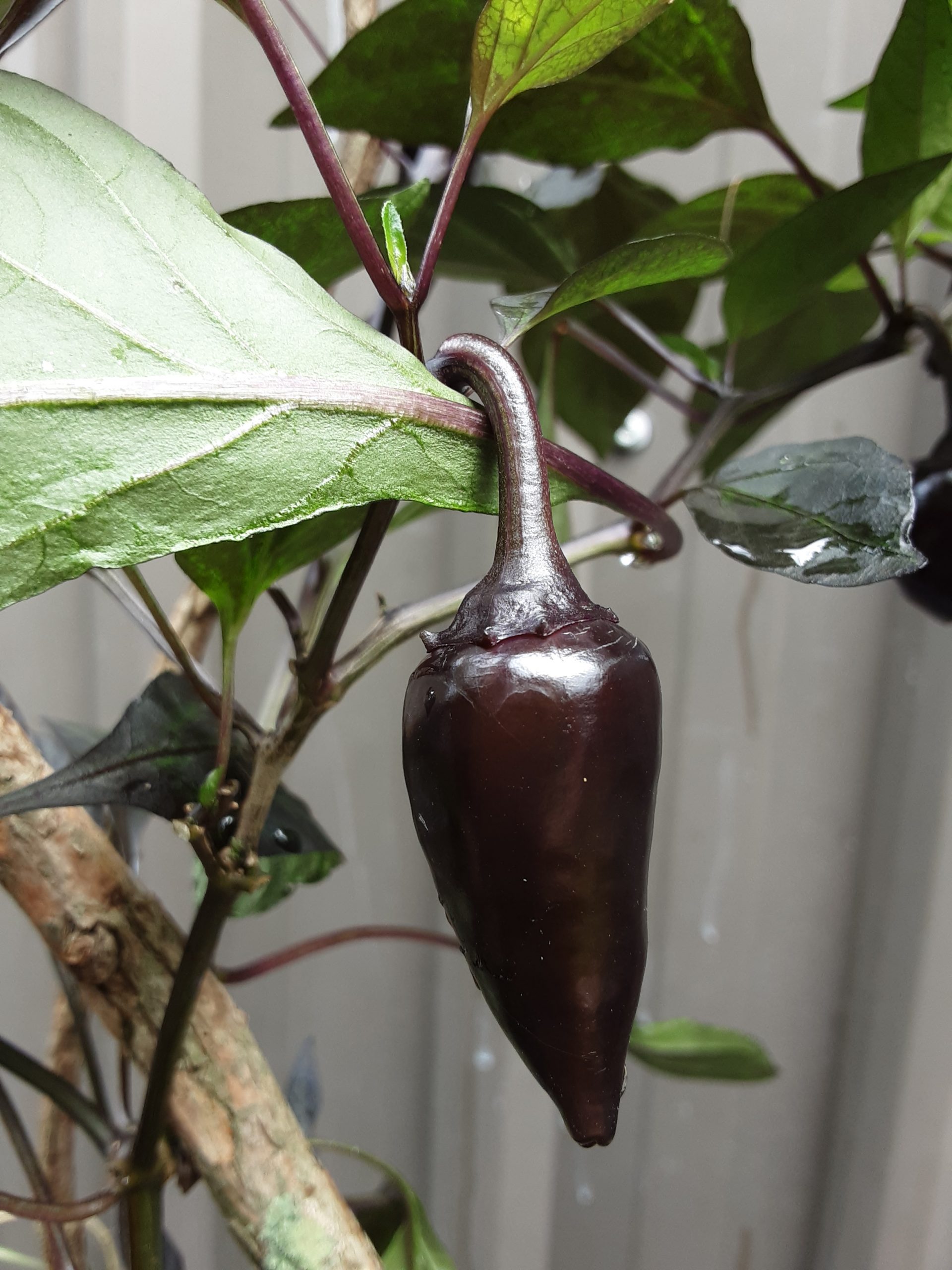Count Dracula Chilli Count Dracula Chilli