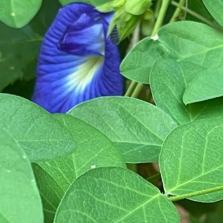Blue Butterfly Pea / Aparajitha / Shankapushpi / Karnakundala (organic)