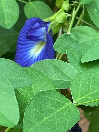 Blue Butterfly Pea / Aparajitha / Shankapushpi / Karnakundala (organic)