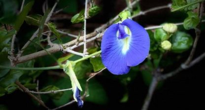 Blue Butterfly Pea / Aparajitha / Shankapushpi / Karnakundala (organic)