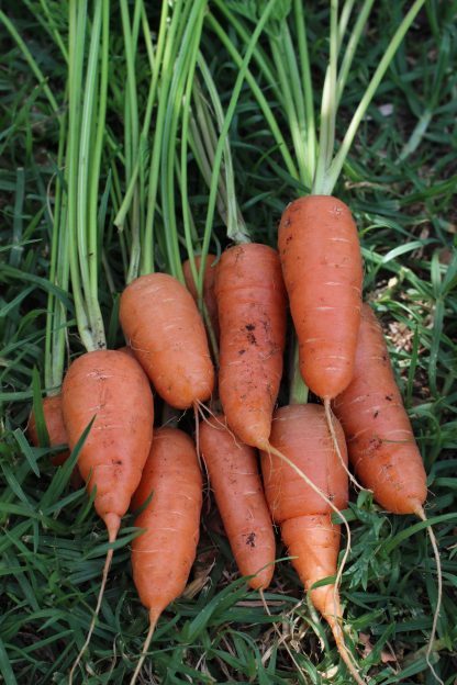 Carrot Mix
