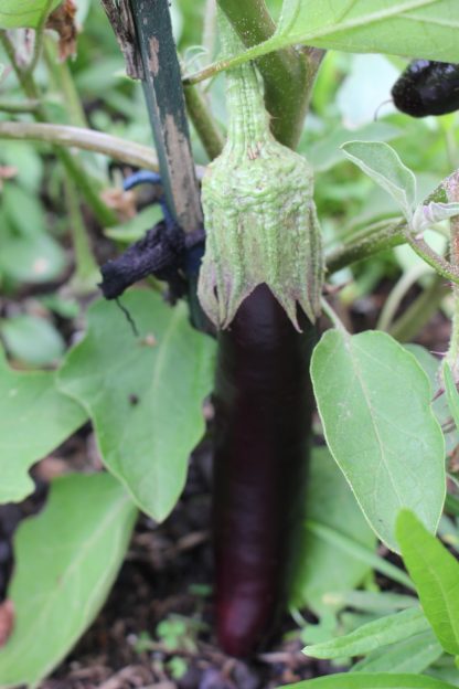 Lebanese Eggplant