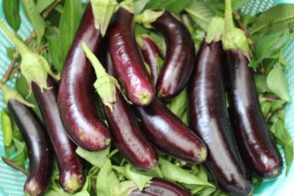 Lebanese Eggplant