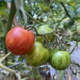 Tomato - Tigerella