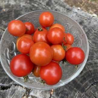 Tomato - Cherry Falls