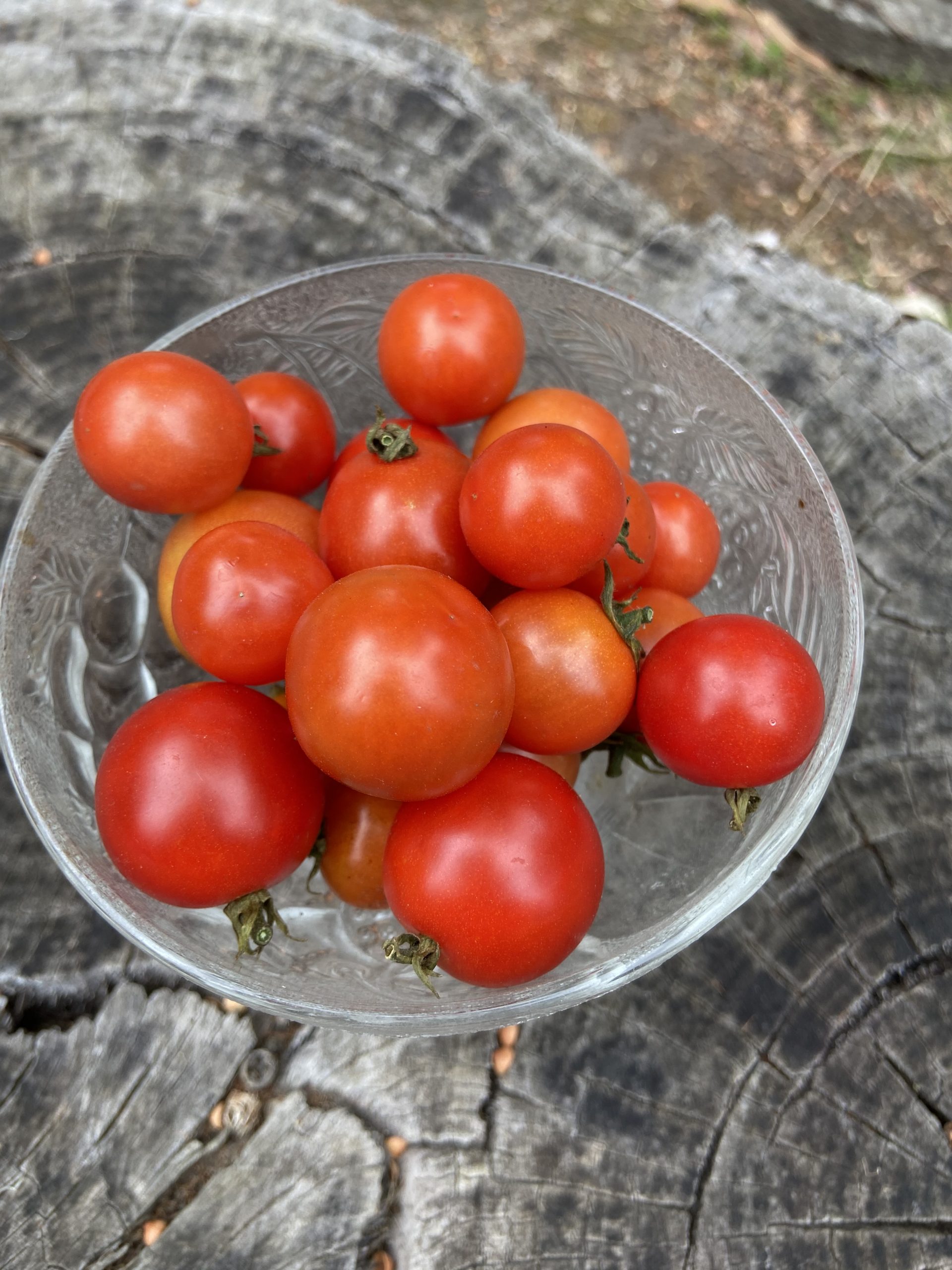 Tomato - Cherry Falls Tomato - Cherry Falls