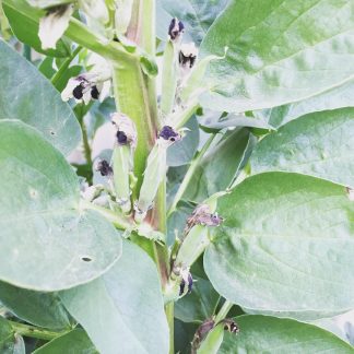 Aqua Dulce Broad Bean