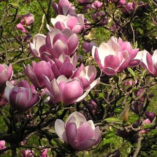 Magnolia (Soulangeana)