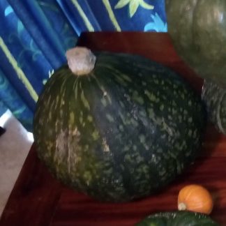 Anna Schwartz Pumpkin