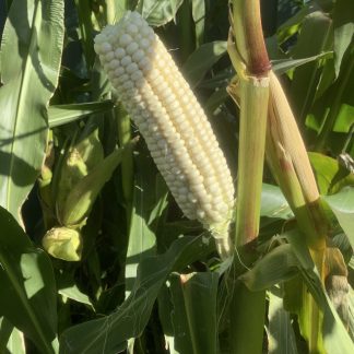 Silvermine White Corn