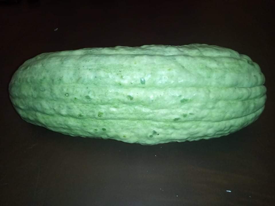 Blue Banana Squash Pumpkin Blue Banana Squash Pumpkin - Image 3