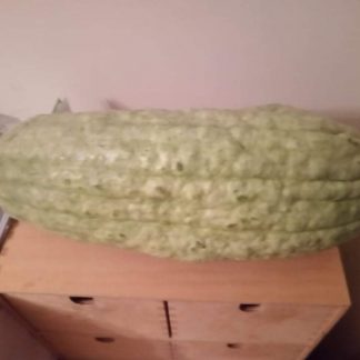 Blue Banana Squash Pumpkin