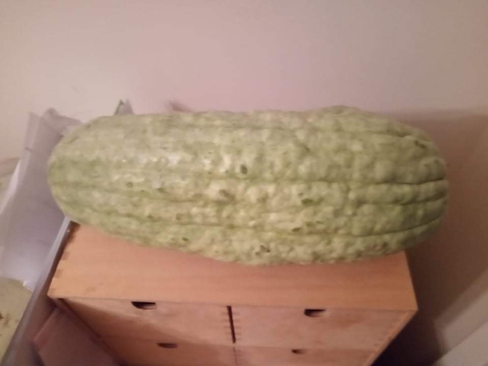 Blue Banana Squash Pumpkin Blue Banana Squash Pumpkin