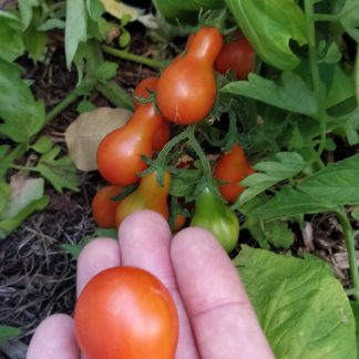 Red Pear Tomato