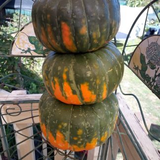 Golden Nugget X Lakota Pumpkin