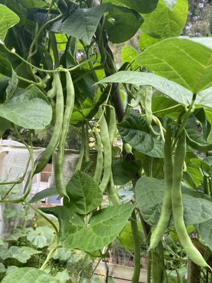 Climbing Beans - Lazy Housewife