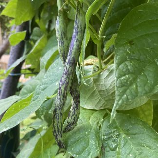 Climbing Beans- Rattlesnake