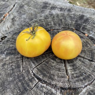 Tomato - Wapsipinicon Peach