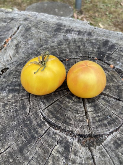 Tomato - Wapsipinicon Peach