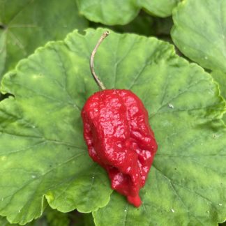 Chilli - Carolina Reaper