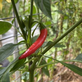 Chilli - Birds Eye , Thai Chili, Thai Dragon or Piri Piri