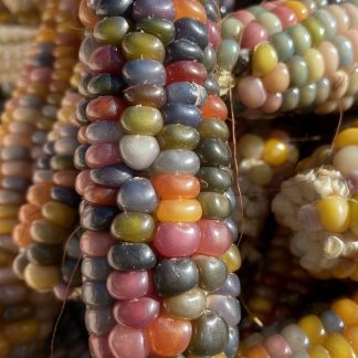 Glass Gem Corn