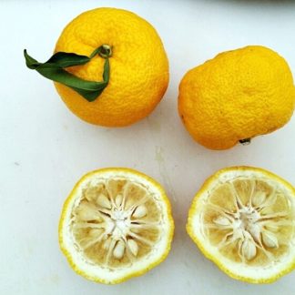 Yuzu (Lemon-Mandarin fruit)
