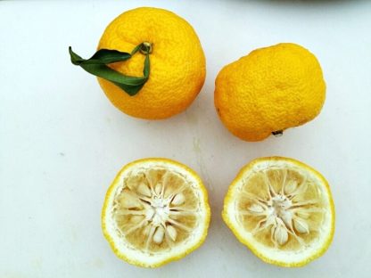 Yuzu (Lemon-Mandarin fruit)