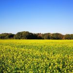 How to enhance your garden soil with green manure Yellow mustard green manure