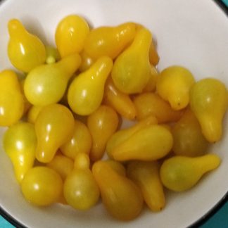 Yellow Pear Tomato