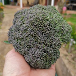 Broccoli