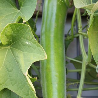 Bottle Gourd