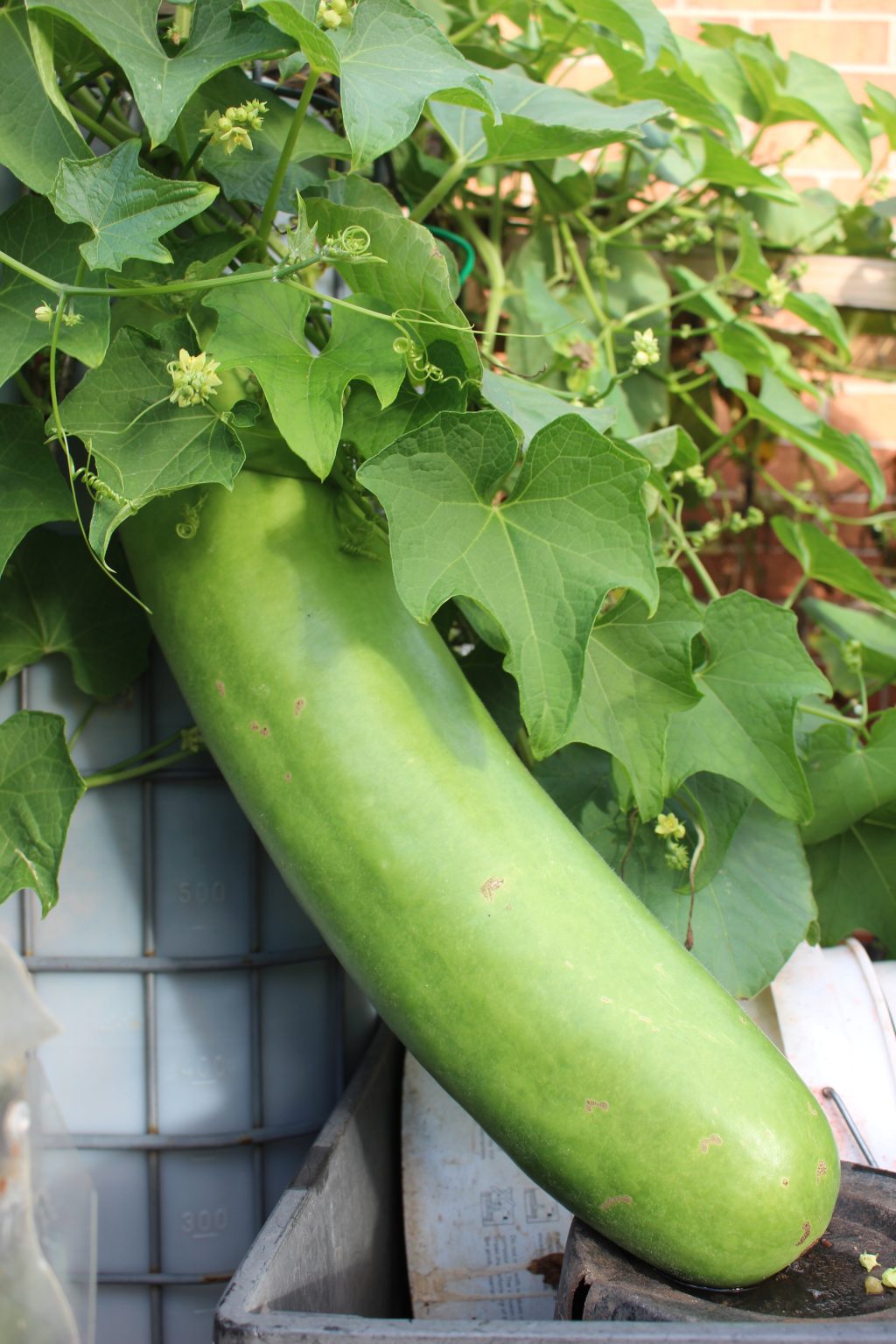 Bottle Gourd - Local Seeds