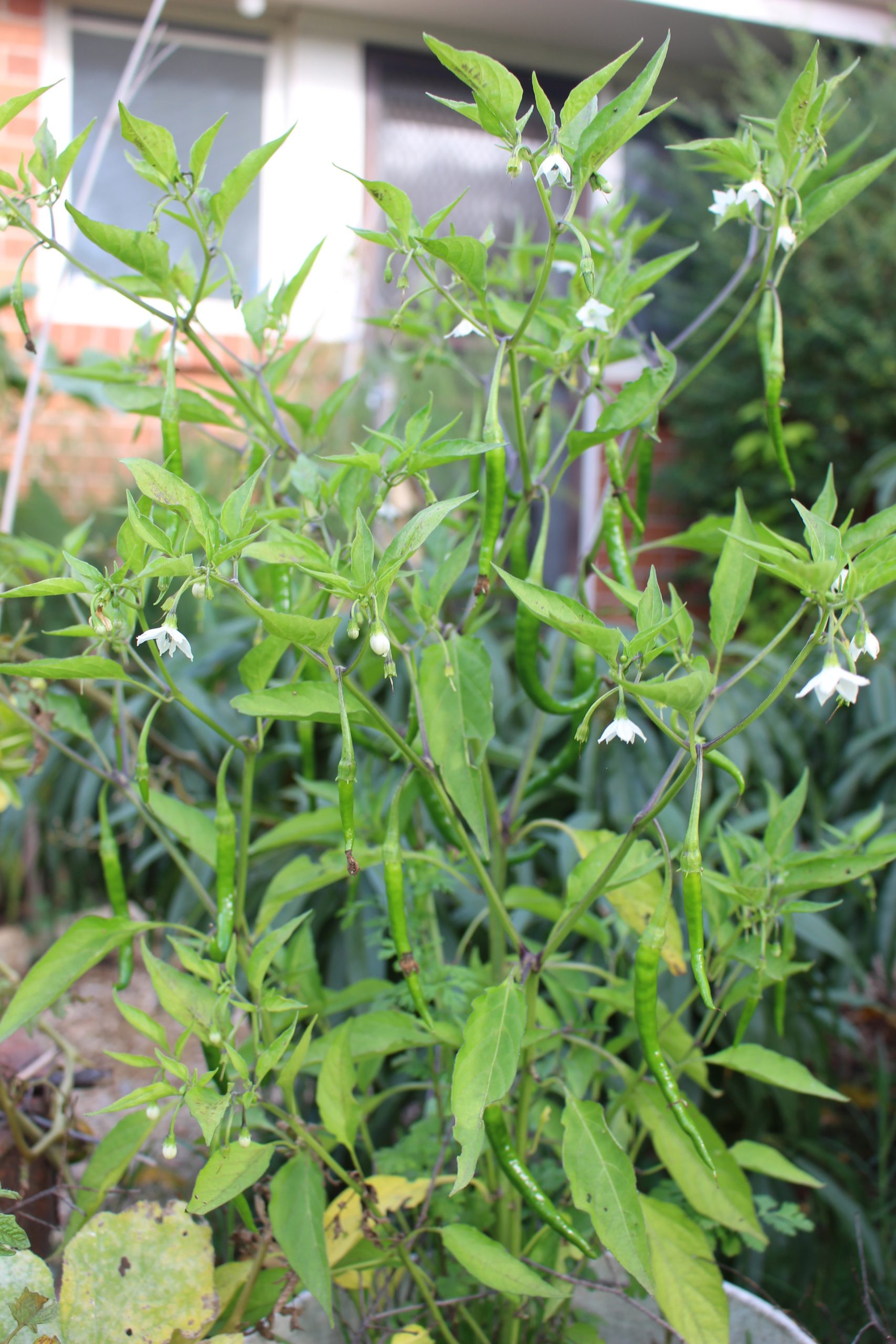 Chilli "Red Cayenne" Chilli "Red Cayenne" - Image 2