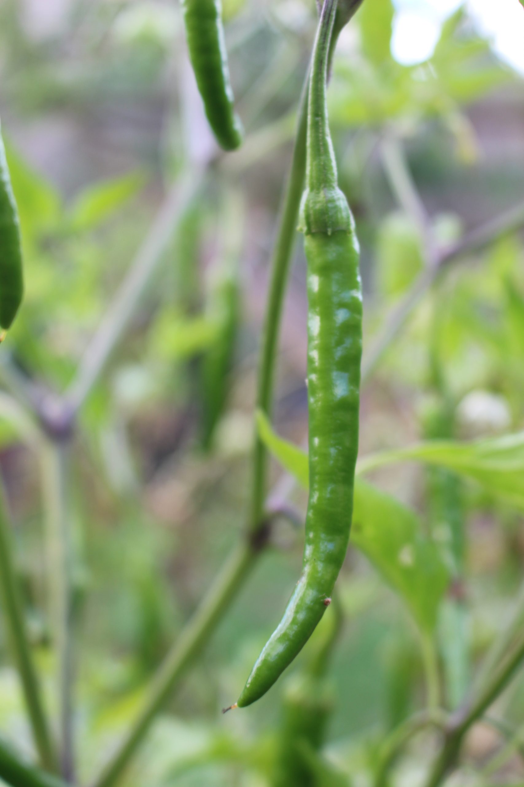 Chilli "Red Cayenne" Chilli "Red Cayenne" - Image 3