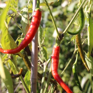 Chilli "Red Cayenne"