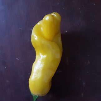 Peter Pepper - C. annum