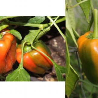 Capsicum (Mix : Red and Golden)