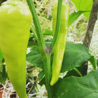 Big Jim Chilli - Yellow