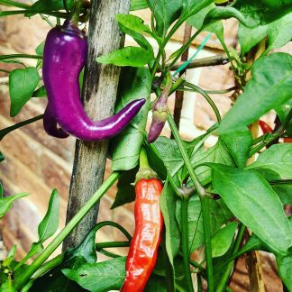 Buena Mulato - C. annum