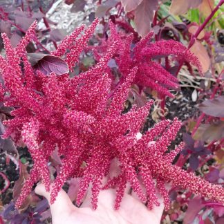 Amaranth (Red)