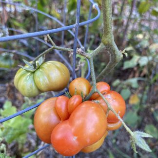 Tomato - Reisetomate