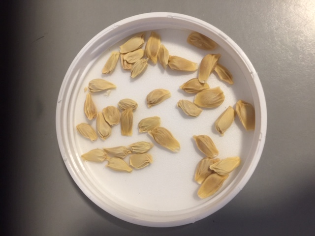 Pomelo Pomelo - Image 4