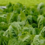 Vegetables and Herbs to Grow in Winter Vegetables and Herbs to Grow in Winter